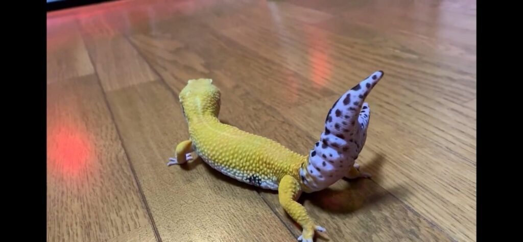 尻尾を上げた黄色いヒョウモントカゲモドキ