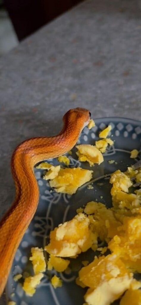 オレンジ色のヘビが卵を食べている