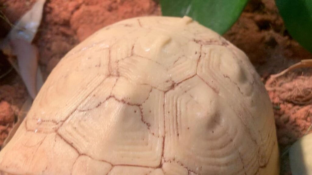 地面で静止している白いカメ