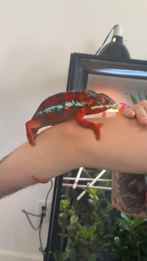 腕に乗っている赤と青のカメレオン