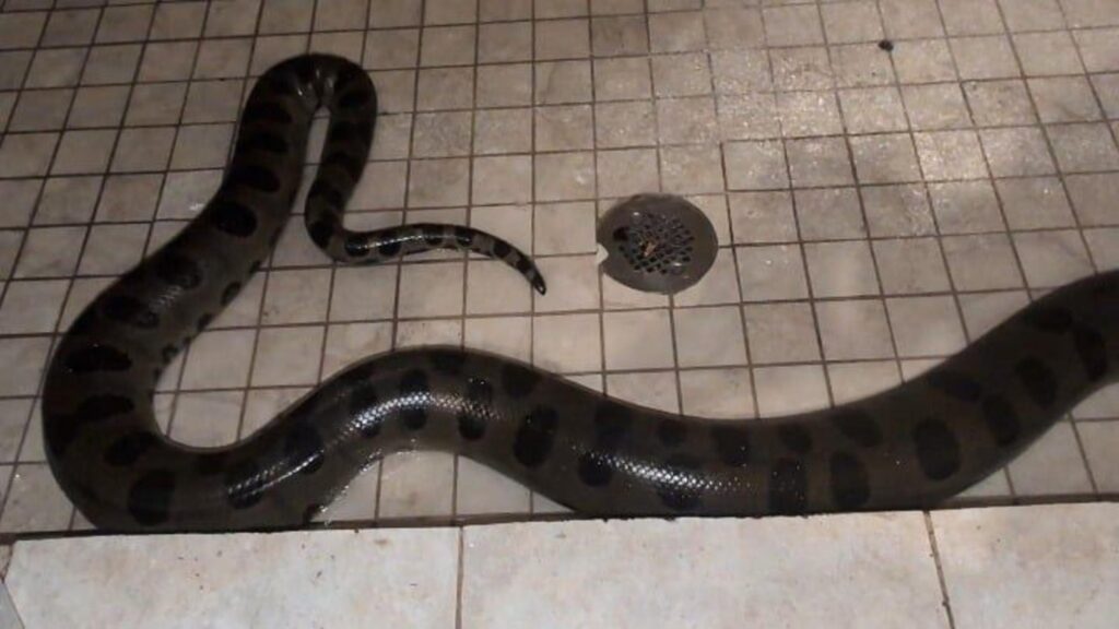 床に横たわる黒斑のあるオオアナコンダ