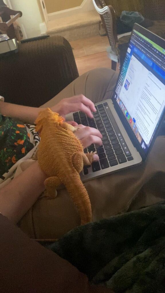 PC作業を見守る橙色のフトアゴヒゲトカゲ