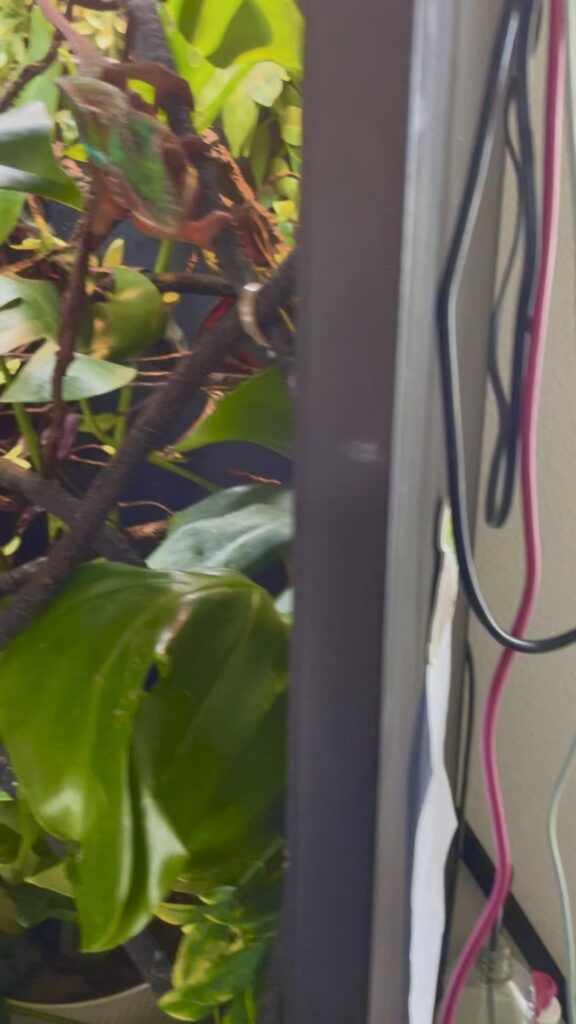 緑と茶色のカメレオンが枝に止まっている