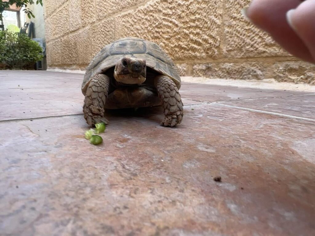 茶色のリクガメが歩いて餌を食べている