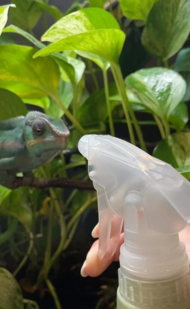 霧吹きを見つめる緑色のカメレオン