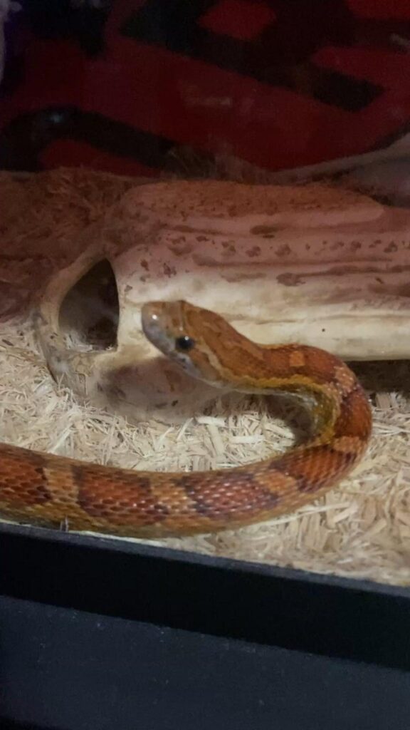 赤茶色のヘビが首を上げている