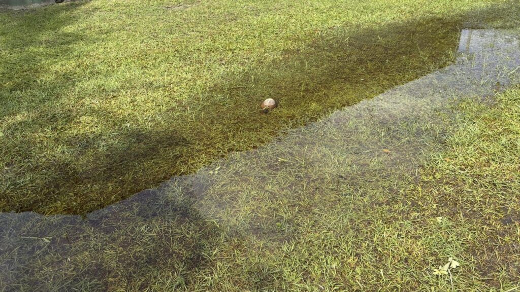 浸水した芝生にいる茶色のカメ