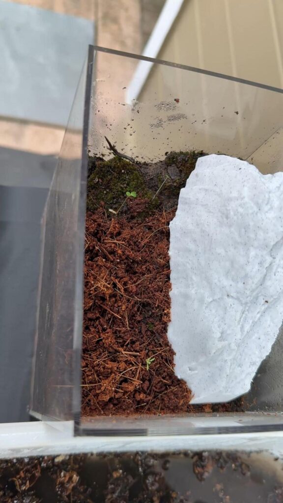 緑色の芽が土から生えている
