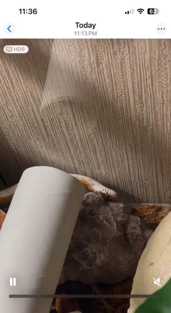 岩の上で休む白とオレンジ色のヘビ