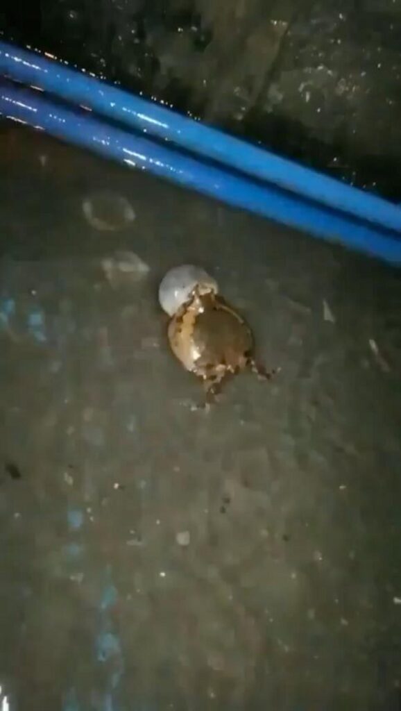 喉を大きく膨らませている茶色のカエル