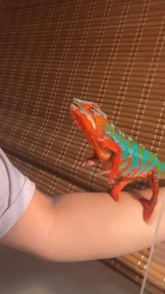 腕に乗り上を見上げる赤と青のカメレオン