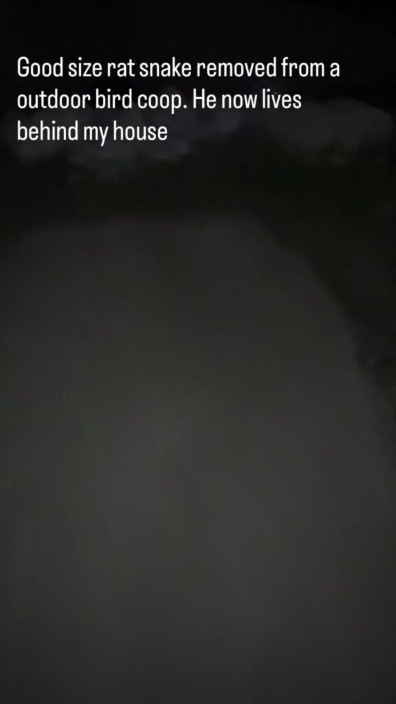 生物は写っておらず夜の暗い景色である