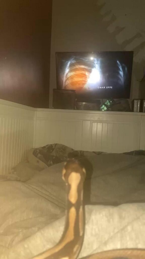 茶色のヘビが頭を上げてテレビを見ている