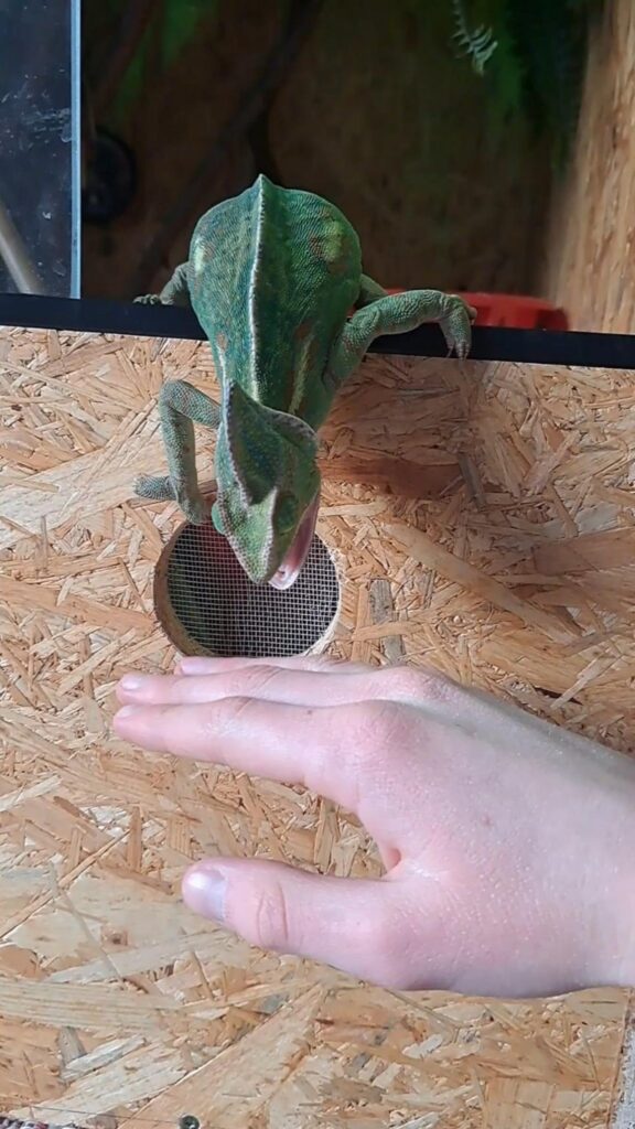 手に向かって口を開ける緑のカメレオン