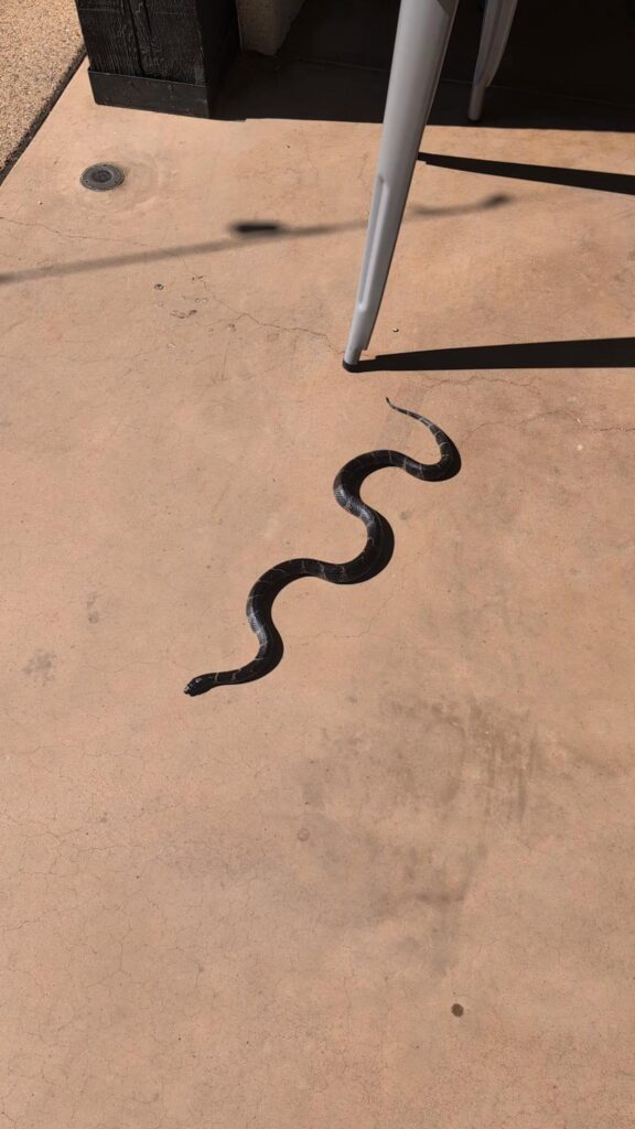 地面を這う黒いヘビ