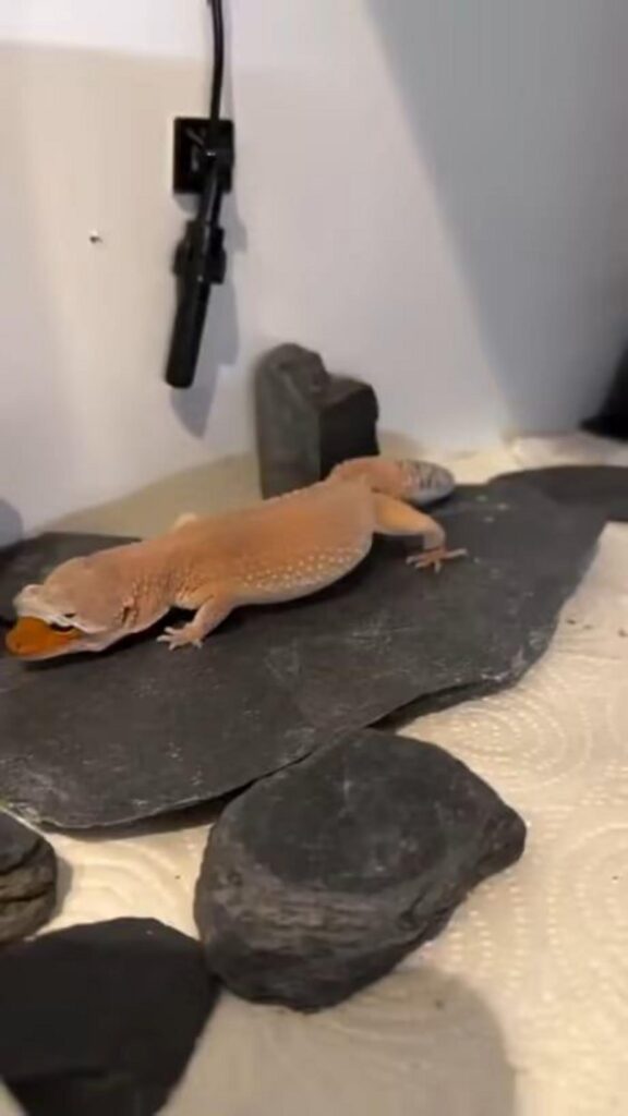 脱皮殻を食べるオレンジ色のレオパ