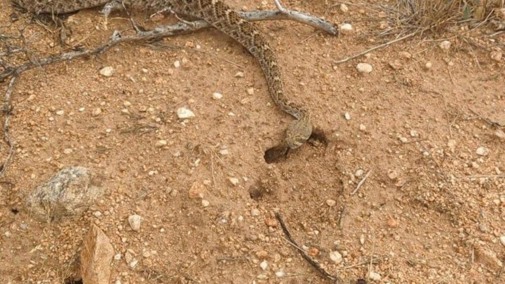 茶色のガラガラヘビが穴に入っている