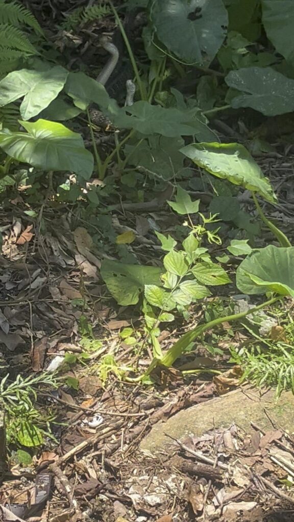 草陰から頭を出す黒い蛇