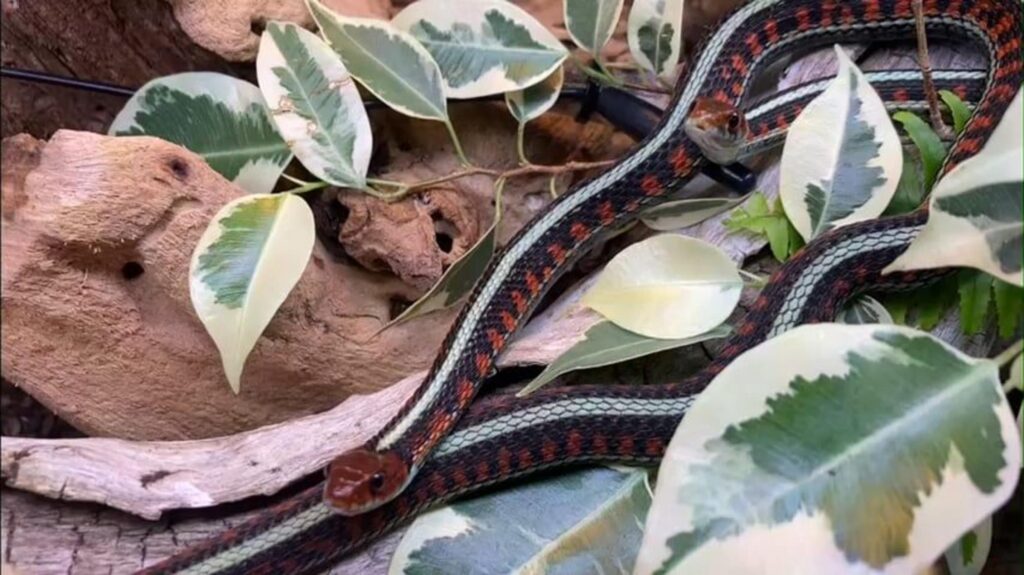 葉の間を這う赤と黒と緑の縞模様のヘビ