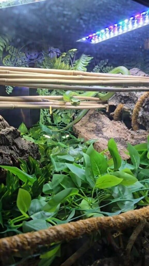 竹の棒に乗っている緑色のヘビ