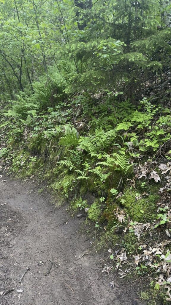 緑色のヘビが苔の上で休んでいる
