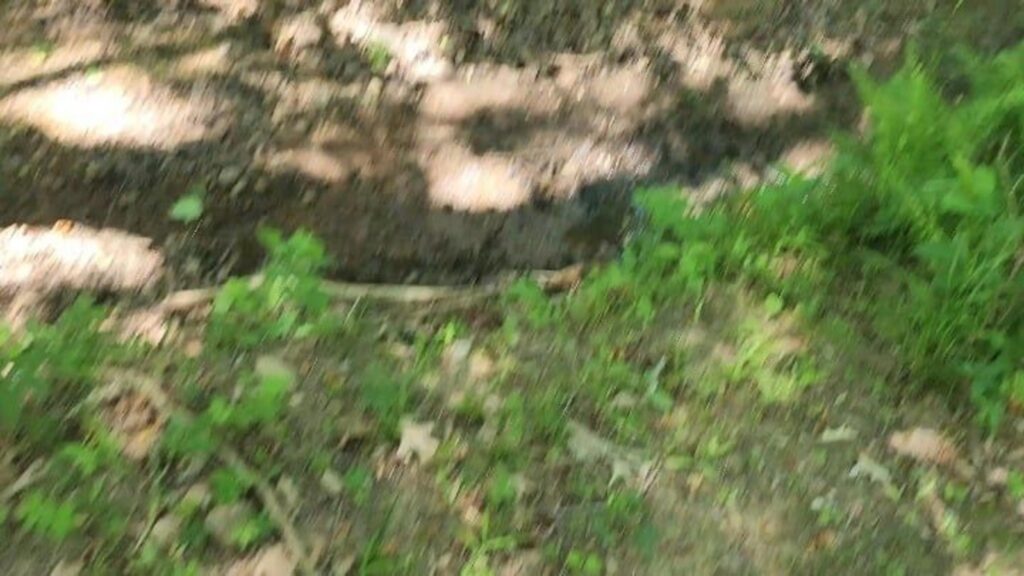 森の草木や地面を写したぼやけた写真