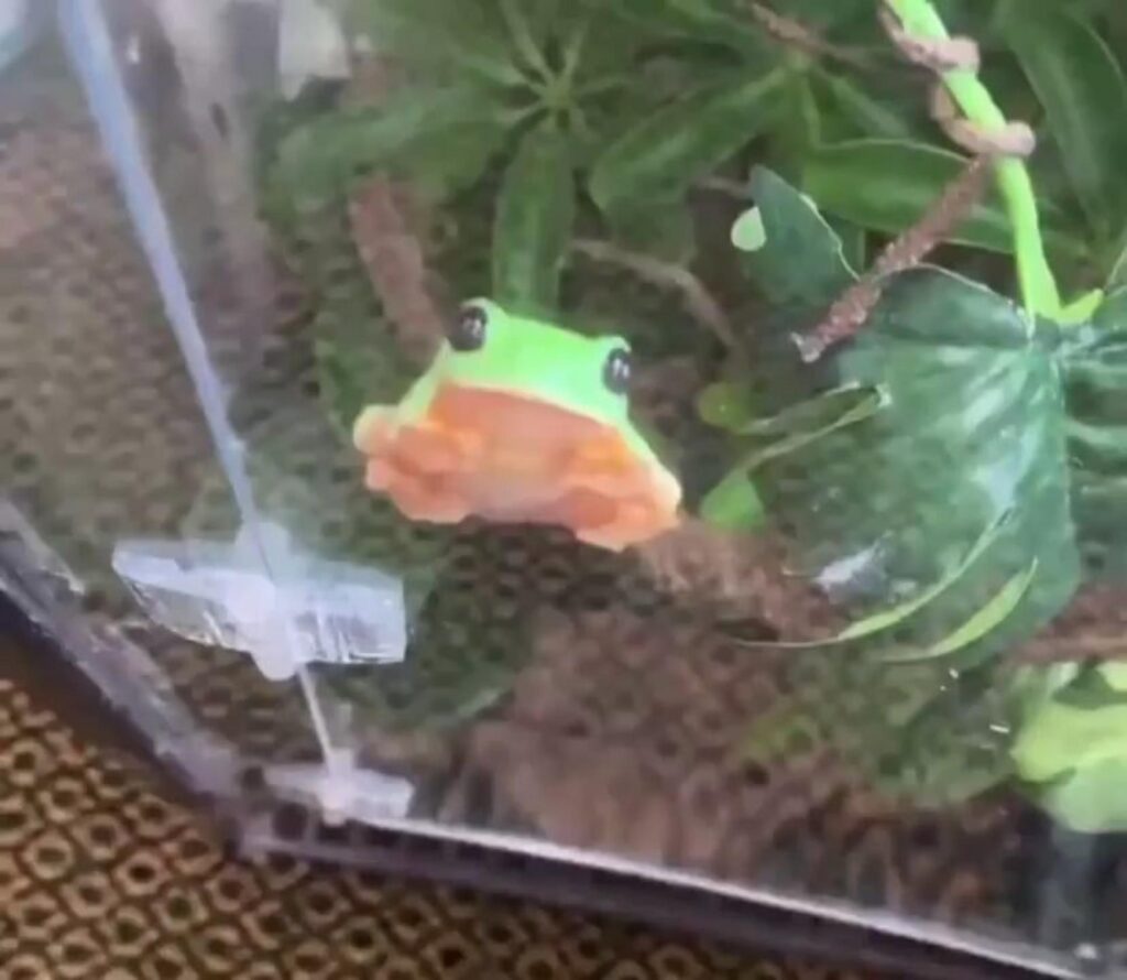 ガラスに張り付く緑とオレンジのカエル