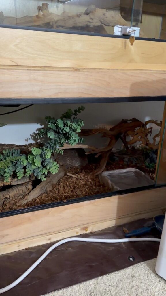 植物や流木が配置された爬虫類用ケージ