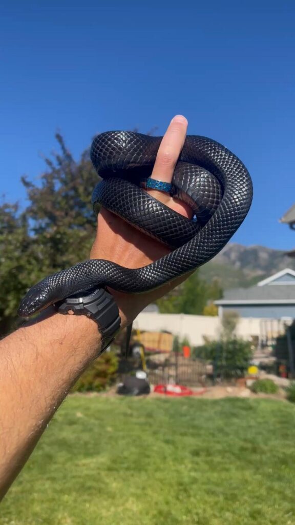 手に巻き付く黒いヘビ