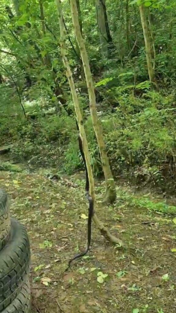 黒い蛇が木を登っている様子