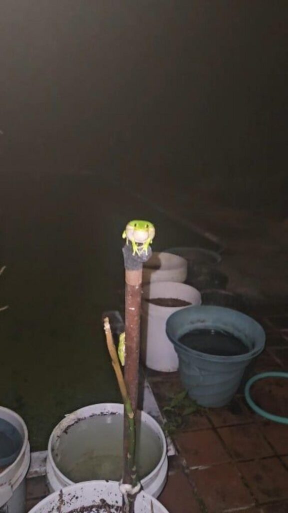 棒の先に座る緑色のカエル