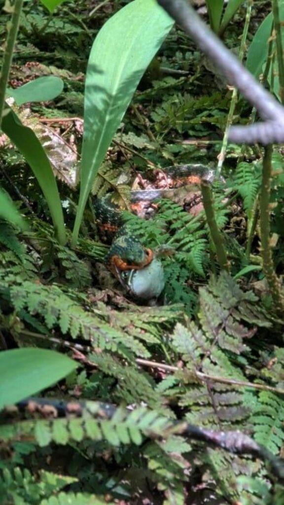 緑と橙のヘビがカエルを飲み込んでいる
