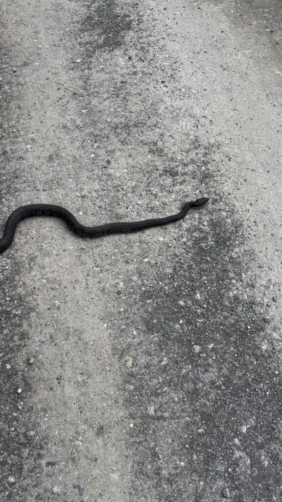 黒いヘビが道路を這っている