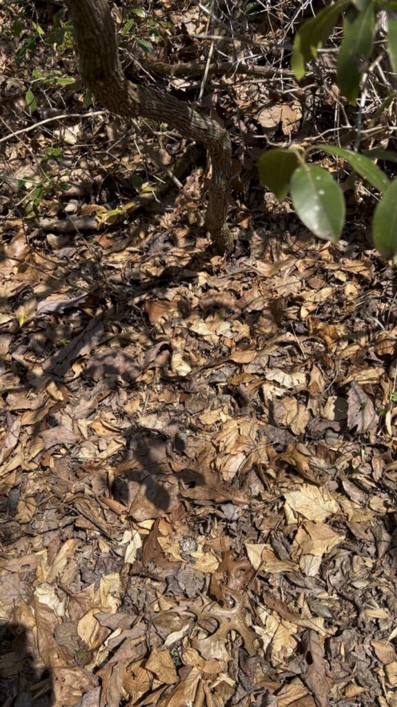 枯葉に擬態し潜んでいる茶色のヘビ