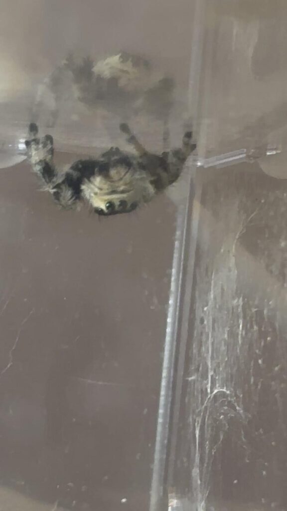 白黒のハエトリグモが逆さまに張り付く