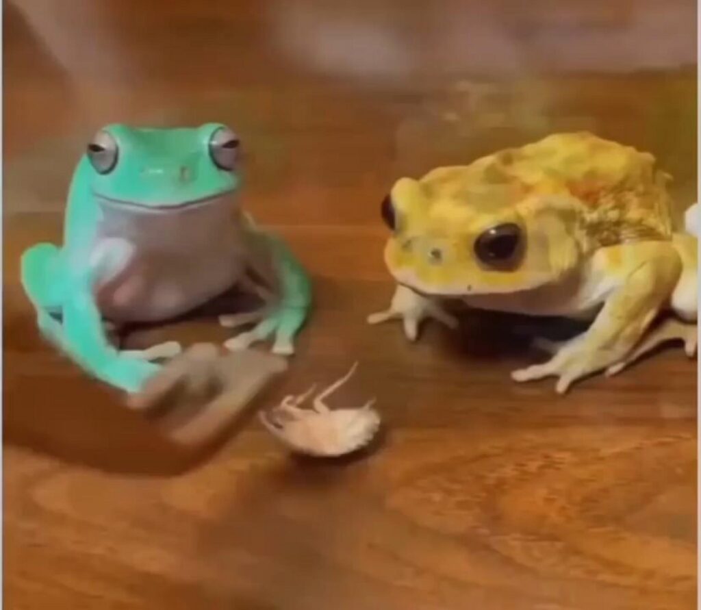虫を見つめる水色と黄色のカエル
