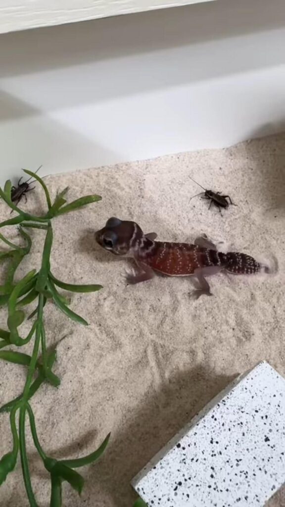 茶色いヤモリが砂の上で黒いコオロギを狙う