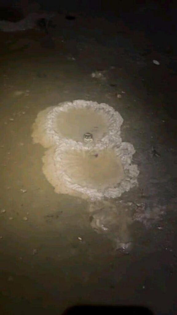 茶色のフグが砂地で巣作りをしている