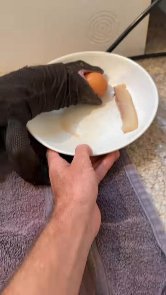 生卵を丸呑みする黒いオオトカゲ