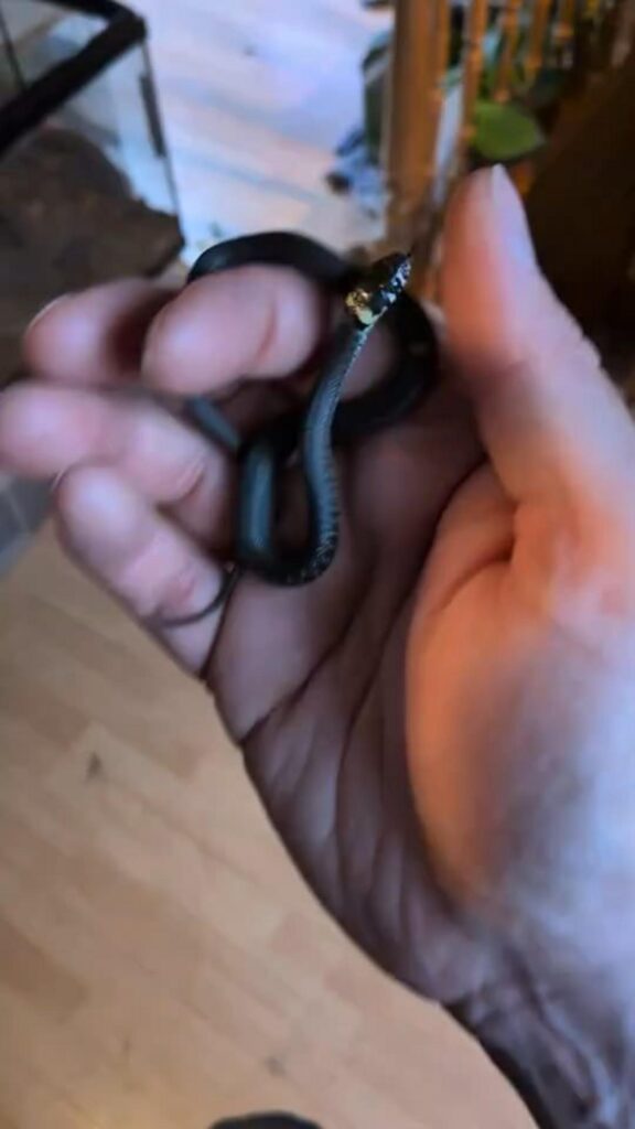 手の上の黒いヘビが頭を上げている