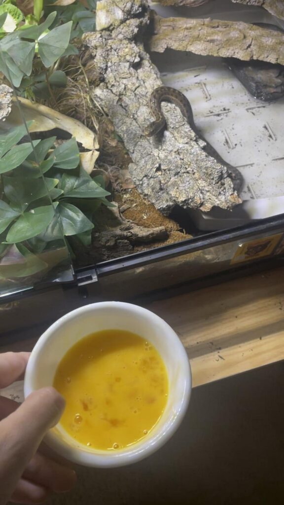 茶色のヘビが木の上で休んでいる